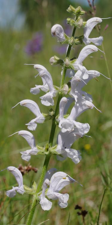 Salvia pratensis.