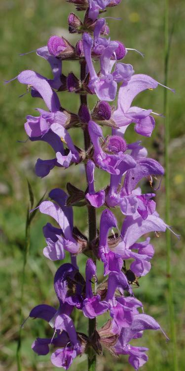 Salvia pratensis.