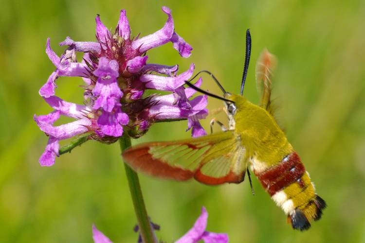 Hemaris fuciformis.