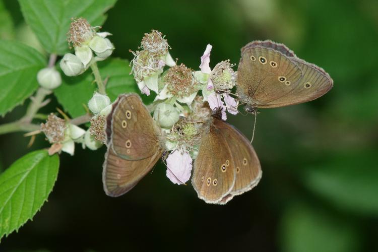 Aphantopus hyperantus.