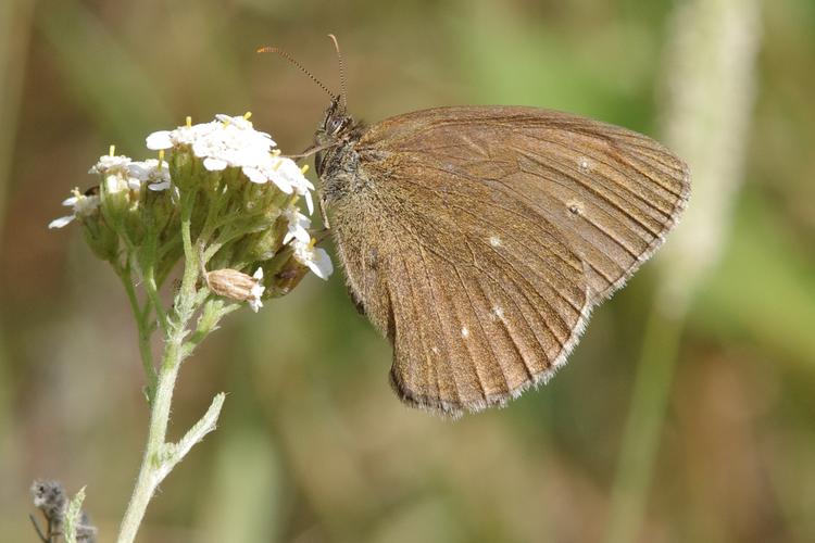 Aphantopus hyperantus.