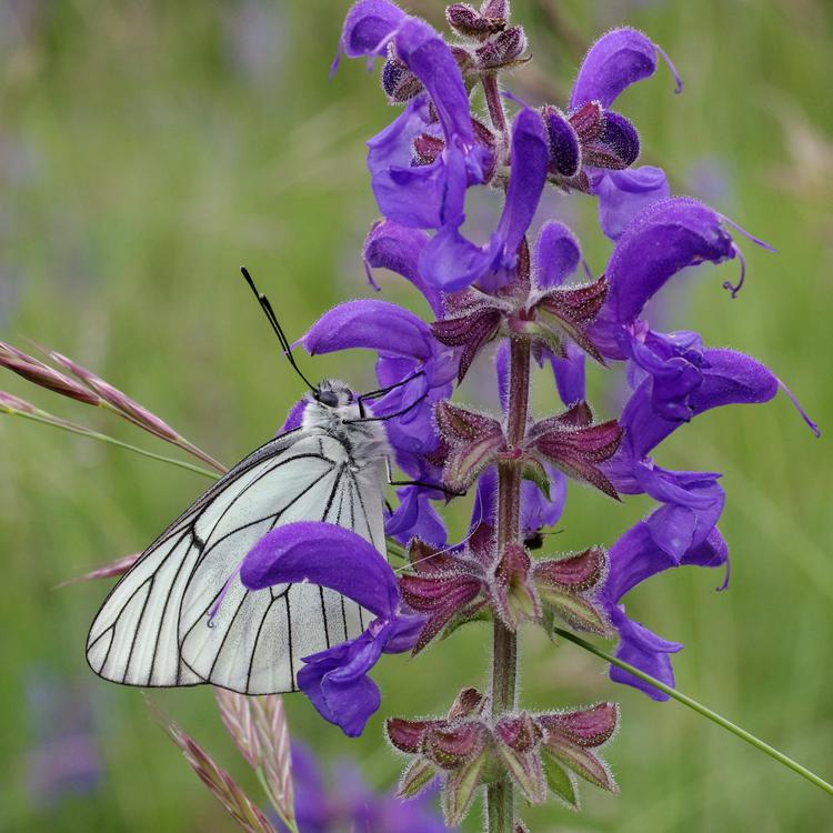 Salvia pratensis.