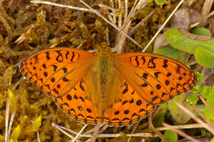 Argynnis adippe.