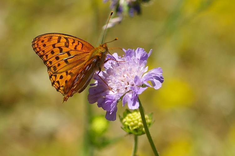 Argynnis adippe.