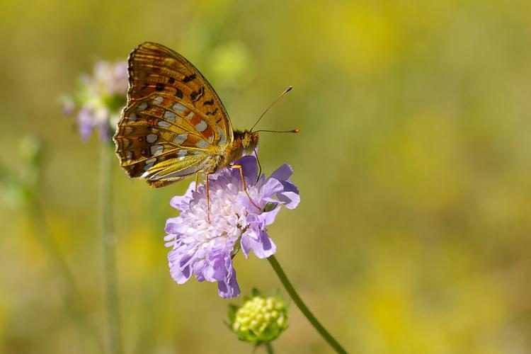 Argynnis adippe.