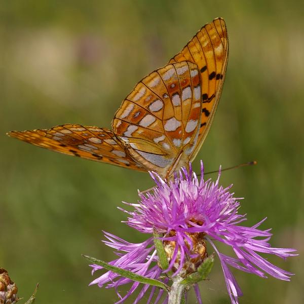 Argynnis adippe.