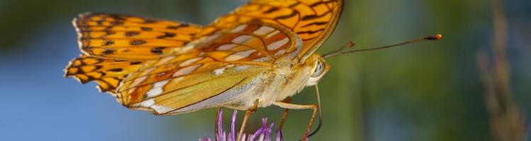 Argynnis adippe.