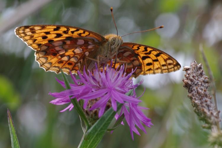 Argynnis adippe.