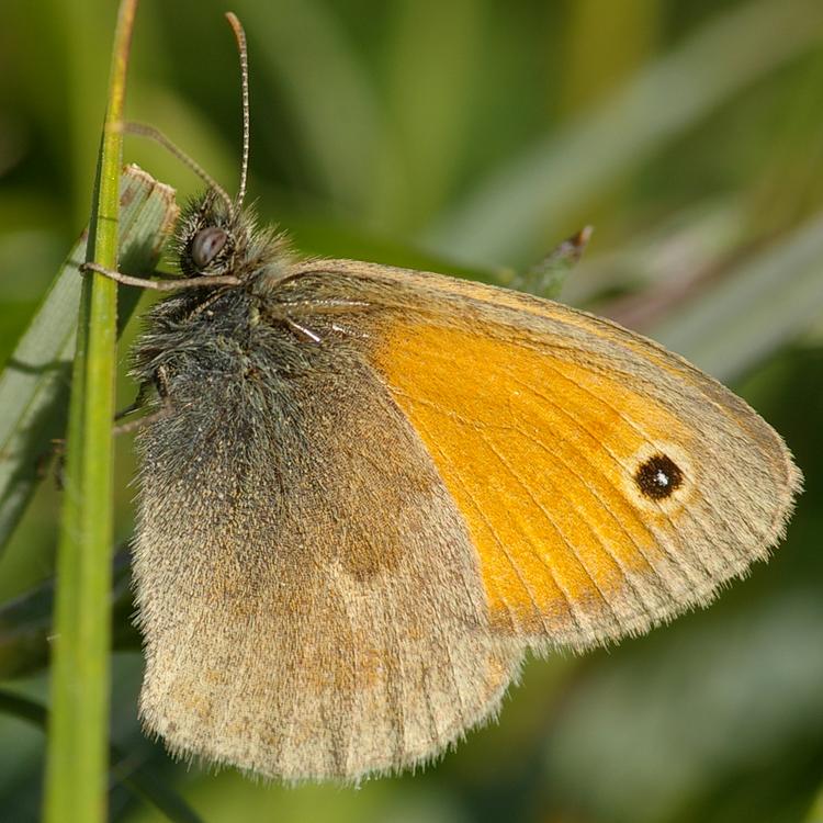 Coenonympha pamphilus.