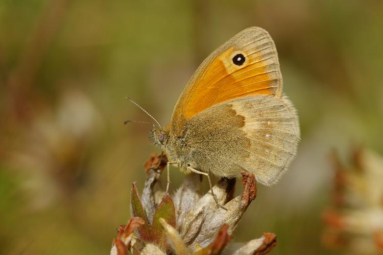 Coenonympha pamphilus.