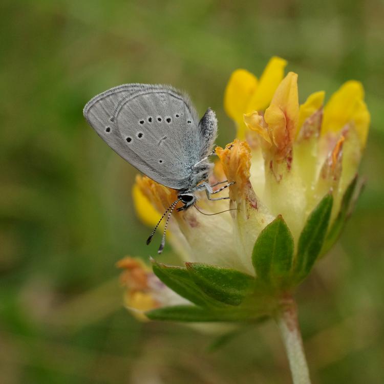 Cupido minimus.