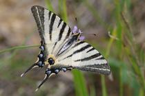 Iphiclides podalirius.