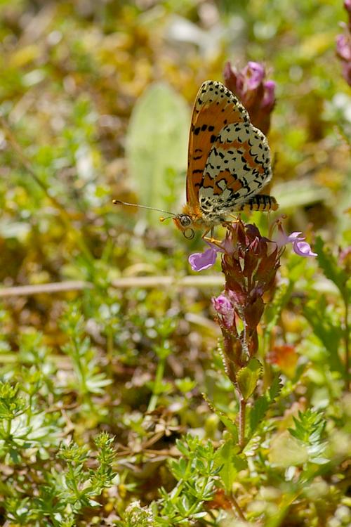 Melitaea didyma.