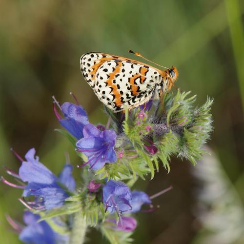 Melitaea didyma.