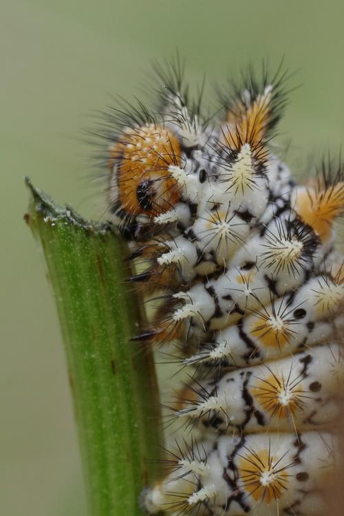 Melitaea didyma.