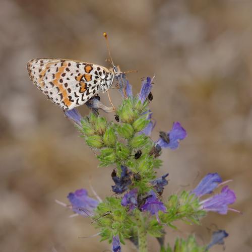 Melitaea didyma.