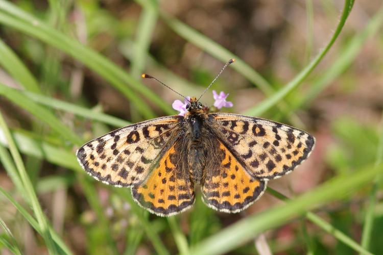 Melitaea didyma.