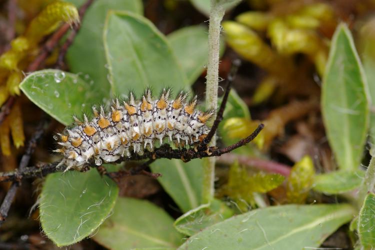 Melitaea didyma.