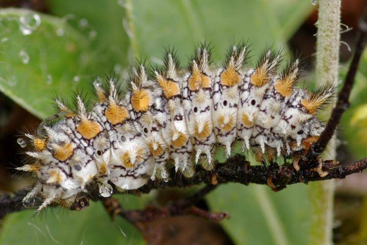 Melitaea didyma.