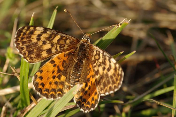 Melitaea didyma.