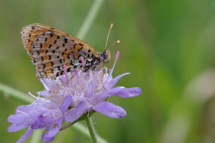 Melitaea didyma.