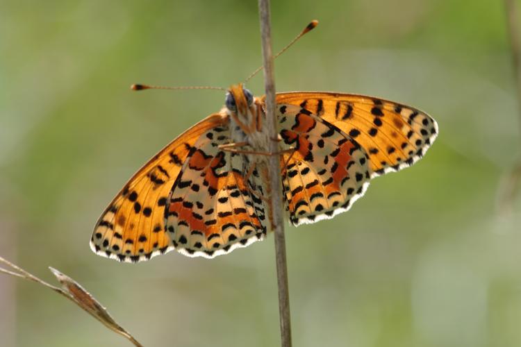 Melitaea didyma.