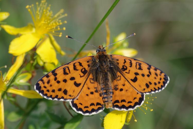 Melitaea didyma.