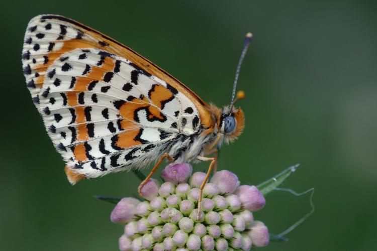 Melitaea didyma.