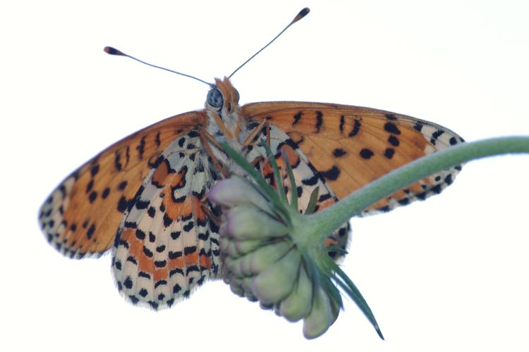 Melitaea didyma.