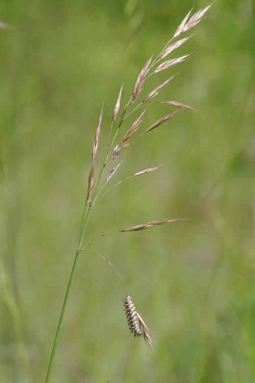 Melitaea didyma.