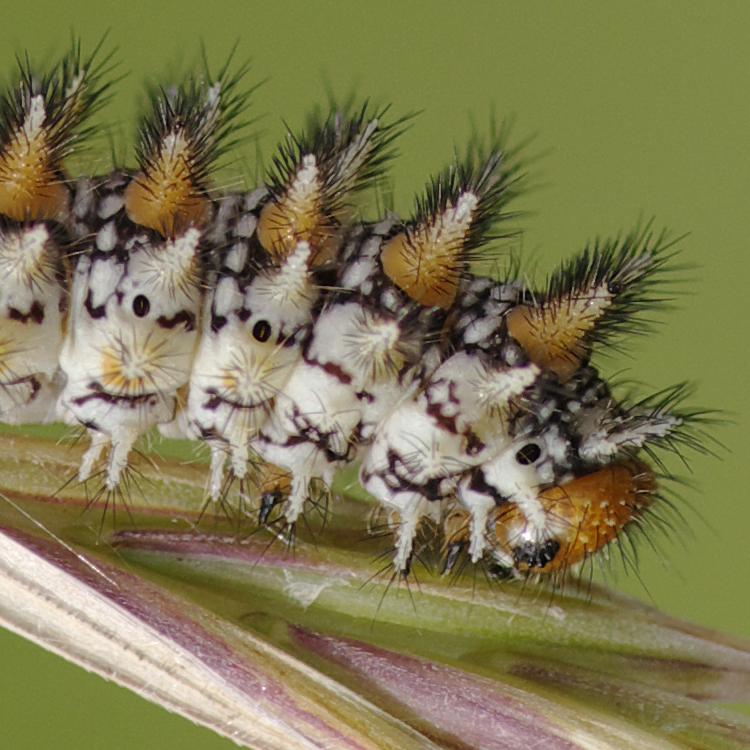 Melitaea didyma.