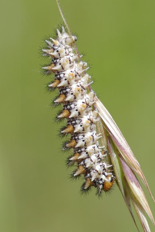 Melitaea didyma.