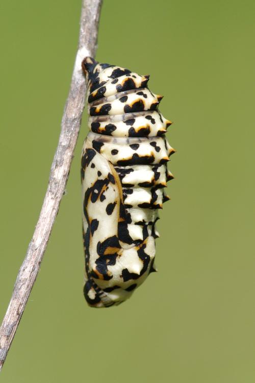 Melitaea didyma.