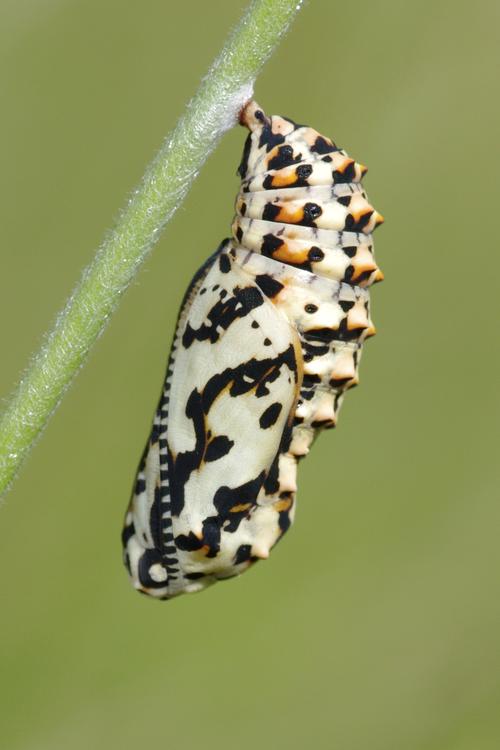 Melitaea didyma.