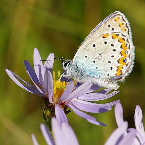 Plebejus argyrognomon.