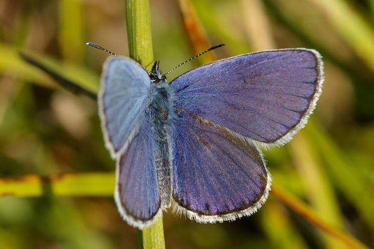 Plebejus argyrognomon.