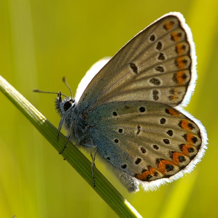 Plebejus argyrognomon.