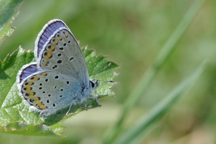 Plebejus argyrognomon.