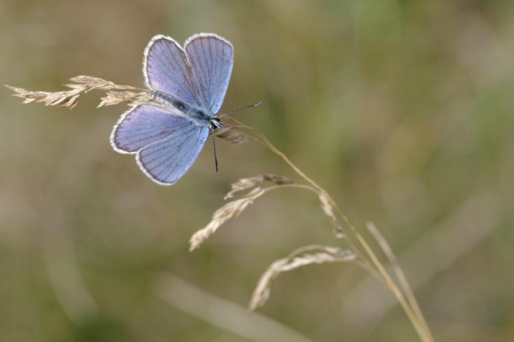 Plebejus argyrognomon.