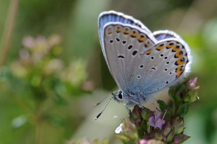 Plebejus argyrognomon.