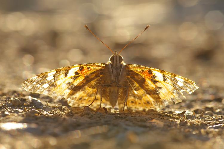 Cinthia cardui.