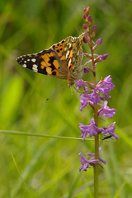 Vanessa cardui.