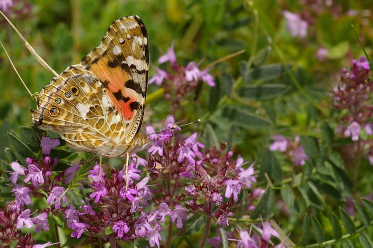 Vanessa cardui.