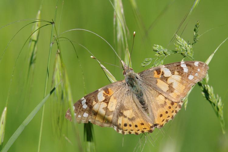 Vanessa cardui.