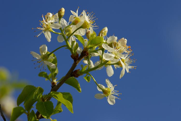 Prunus mahaleb.