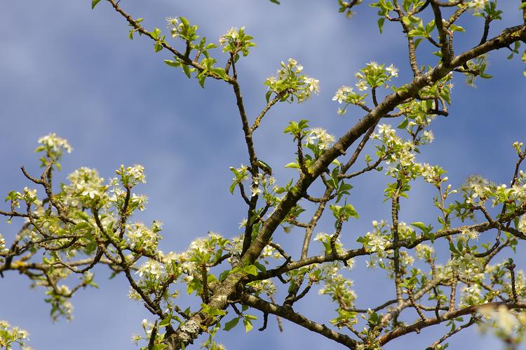 Prunus mahaleb.