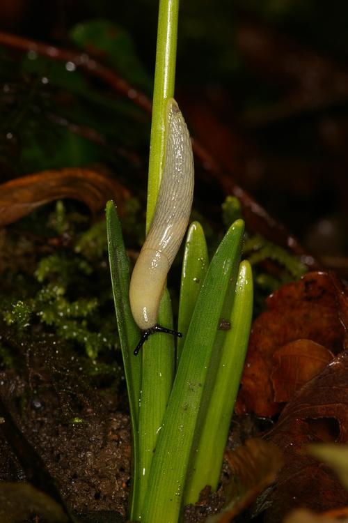 Leucojum vernum.