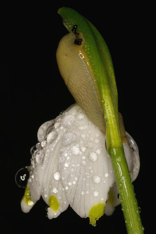 Leucojum vernum.