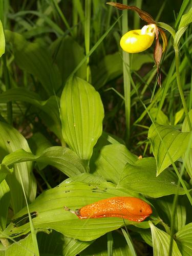 Arion rufus sur Cypripedium.