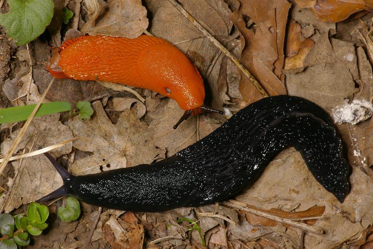 Arion rufus, Limax cinereoniger.